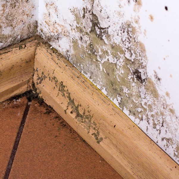 The Process of Mould Inspection in Singapore Step-by-Step Guide